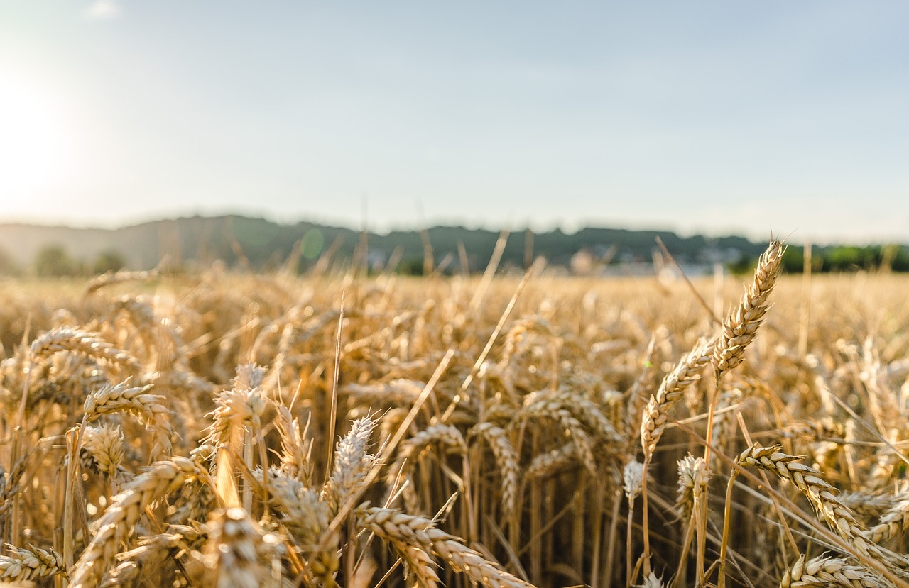 wheat field
